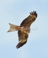 Black Kite - Milvus migrans 43614