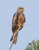 Black Kite - Milvus migrans 43680