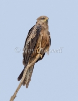Black Kite - Milvus migrans 43681