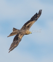 Black Kite - Milvus migrans 43826