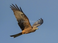 Black Kite - Milvus migrans 41679
