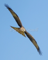 Black Kite - Milvus migrans 44221