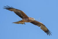Black Kite - Milvus migrans 44495