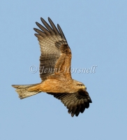 Black Kite - Milvus migrans 45380