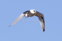 Black-shouldered Kite - Elanus axillaris 0053
