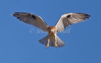 Black-shouldered Kite - Elanus axillaris 0097