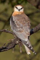 Black-shouldered Kite - Elanus axillaris 0169