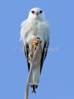 Black-shouldered Kite - Elanus axillaris 1667