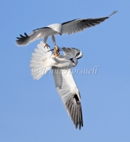 Black-shouldered Kite - Elanus axillaris 2375