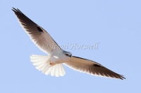 Black-shouldered Kite - Elanus axillaris 3467
