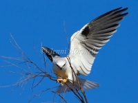 Black-shouldered Kite - Elanus axillaris 3587