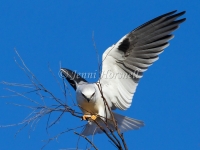 Black-shouldered Kite - Elanus axillaris 3587