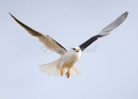 Black-shouldered Kite - Elanus axillaris 4948