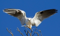 Black-shouldered Kite - Elanus axillaris 5641
