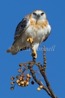 Black-shouldered Kite - Elanus axillaris 6742