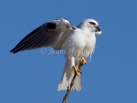 Black-shouldered Kite - Elanus axillaris 6813