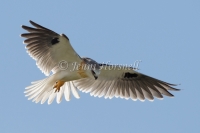 Black-shouldered Kite - Elanus axillaris 8021
