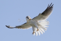 Black-shouldered Kite - Elanus axillaris 8028