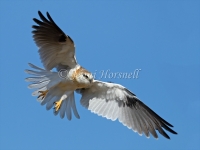 Black-shouldered Kite - Elanus axillaris 8459