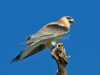 Black-shouldered Kite - Elanus axillaris 9518