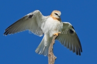 Black-shouldered Kite - Elanus axillaris 9705