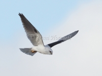 Black-shouldered Kite - Elanus axillaris 9963
