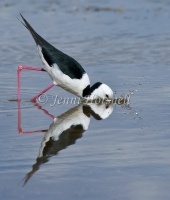 Black-winged Stilt - Himantopus himantopus 2