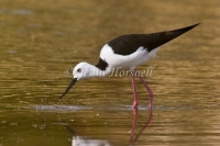 Black-winged Stilt - Himantopus himantopus 3