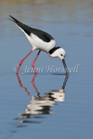 Black-winged Stilt - Himantopus himantopus Stilt