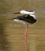 Black-winged Stilt - Himantopus himantopus 1900