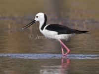 Black-winged Stilt - Himantopus himantopus 2100