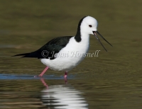 Black-winged Stilt - Himantopus himantopus 9304