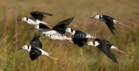Black-winged Stilt - Himantopus himantopus 3356