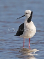 Black-winged Stilt - Himantopus himantopus 2265
