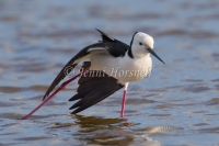 Black-winged Stilt - Himantopus himantopus 2276