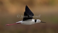 Black-winged Stilt - Himantopus himantopus2468
