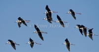 Black-winged Stilt - Himantopus himantopus3347