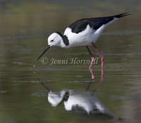 Black-winged Stilt - Himantopus himantopus9506