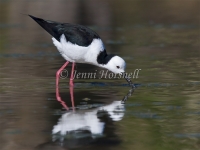 Black-winged Stilt - Himantopus himantopus 9510