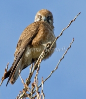Brown Falcon - Falco berigora 3524