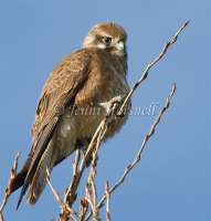 Brown Falcon - Falco berigora 3525
