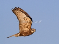 Brown Falcon - Falco berigora 0024