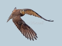 Brown Falcon - Falco berigora 7301