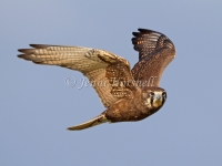 Brown Falcon - Falco berigora 8945