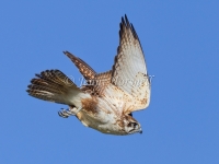 Brown Falcon - Falco berigora 9077