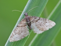 Apple Looper Moth - Phrissogonus laticostata 9883