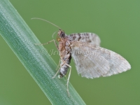 Apple Looper Moth Laying Egg - Phrissogonus laticostata