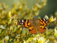 Australian Painted Lady - Vanessa kershawi