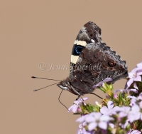 Australian Admiral Butterfly - Vanessa itea 1897
