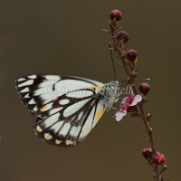 Caper White Butterfly - Belenois java 3382